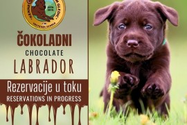 Braon Labrador štenci , Trstenik