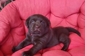 Braon Labrador štenci , Trstenik