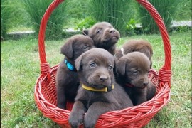 Braon Labrador štenci , Trstenik