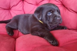 Braon Labrador štenci , Trstenik