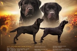 Braon Labrador štenci , Trstenik