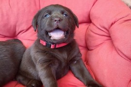 Braon Labrador štenci , Trstenik