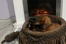 Patuljasti jazavičari kratkodlaki  , Rumenka