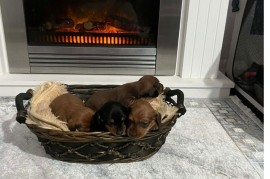 Patuljasti jazavičari kratkodlaki  , Rumenka