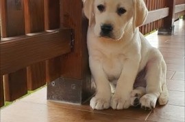 LABRADOR stenci, Jakovo