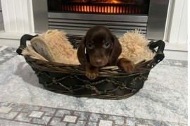 Patuljasti kratkodlaki jazavičari ekstra mini  , Rumenka