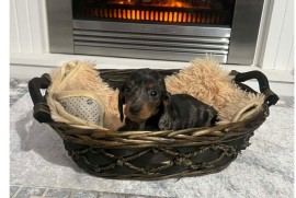 Patuljasti kratkodlaki jazavičari ekstra mini  , Rumenka