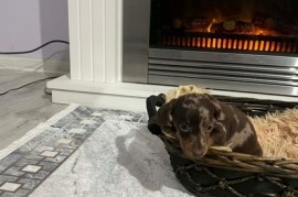 Patuljasti kratkodlaki jazavičari ekstra mini  , Rumenka