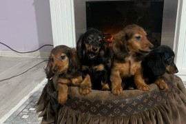 Dugodlaki patuljasti jazavičari štenci  , Rumenka