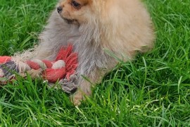 Pomeranac štenci, Kraljevo