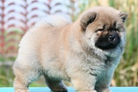 Chow Chow Cau Cau Čau Čau, Valjevo