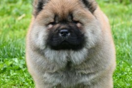 Chow Chow Cau Cau Čau Čau, Valjevo