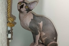 Mačak SPHYNX dostupan za parenje , Kućni ljubimci, Mačke i mačići, Novi Sad