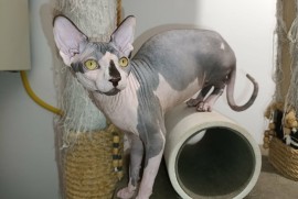 Mačak SPHYNX dostupan za parenje , Kućni ljubimci, Mačke i mačići, Novi Sad