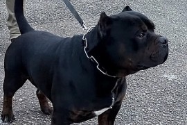 American bully XL / XXL, Beograd