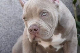 American bully XL / XXL, Beograd