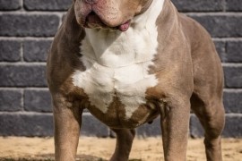 American bully XL / XXL, Beograd