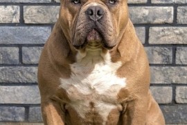 American bully XL / XXL, Beograd