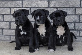 American bully XL / XXL, Beograd