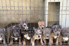 American bully XL / XXL, Beograd