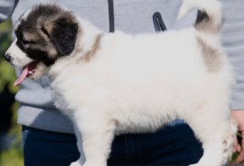 Kavkaski Ovčar štenci, Beograd