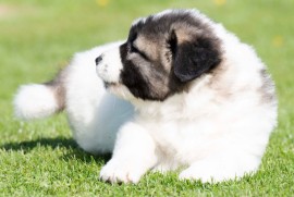 Kavkaski Ovčar štenci, Beograd