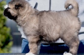 Kavkaski Ovčar štenci, Beograd