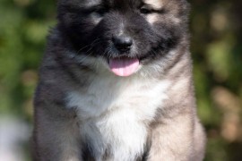 Kavkaski Ovčar štenci, Beograd