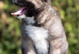 Kavkaski Ovčar štenci, Beograd