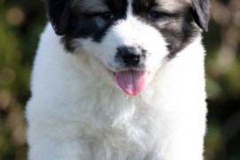 Kavkaski Ovčar štenci, Beograd