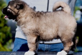 Kavkaski Ovčar štenci, Beograd