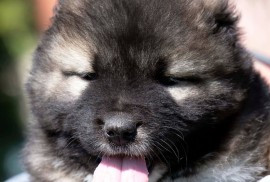 Kavkaski Ovčar štenci, Beograd