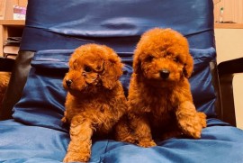 Prelepe Francuske Toy i patuljaste pudle, Novi Sad