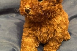 Prelepe Francuske Toy i patuljaste pudle, Novi Sad