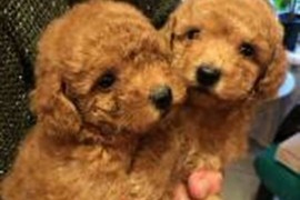 Prelepe Francuske Toy i patuljaste pudle, Novi Sad