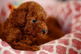 Prelepe Francuske Toy i patuljaste pudle, Novi Sad