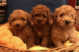 Prelepe Francuske Toy i patuljaste pudle, Novi Sad