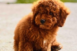 Crvena patuljasta pudla, Beograd