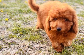 Crvena patuljasta pudla, Beograd