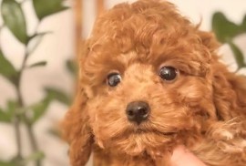 Crvena patuljasta pudla, Beograd