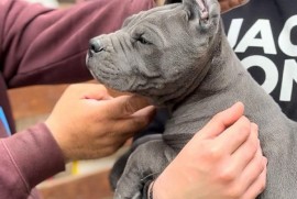 Cane Corso stenci, Zrenjanin