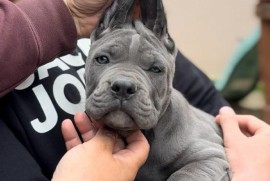 Cane Corso stenci, Zrenjanin