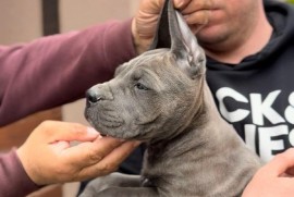 Cane Corso stenci, Zrenjanin