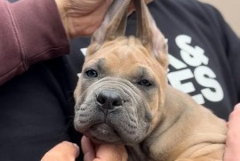 Cane Corso stenci, Zrenjanin