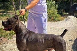 Cane Corso stenci, Zrenjanin