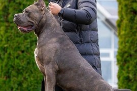 Cane Corso stenci, Zrenjanin