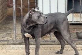Cane Corso stenci, Zrenjanin