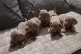 Štenci jazavičara  , Srpski Itebej