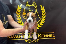 Američki Stafordski Terijer štenci  , Srpski Itebej