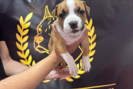 Američki Stafordski Terijer štenci  , Srpski Itebej